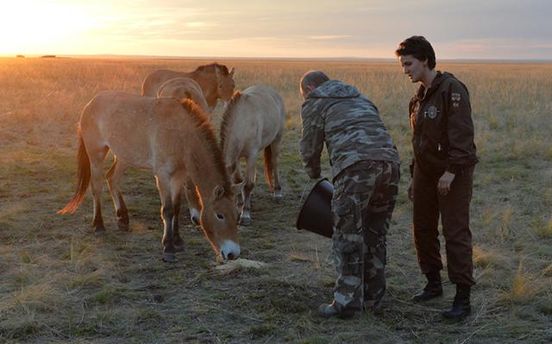По пути в Казахстан Путин выпустил на свободу лошадей Пржевальского