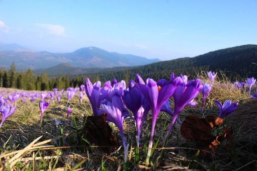 7 туристичних місць в Україні, які розквітають весною