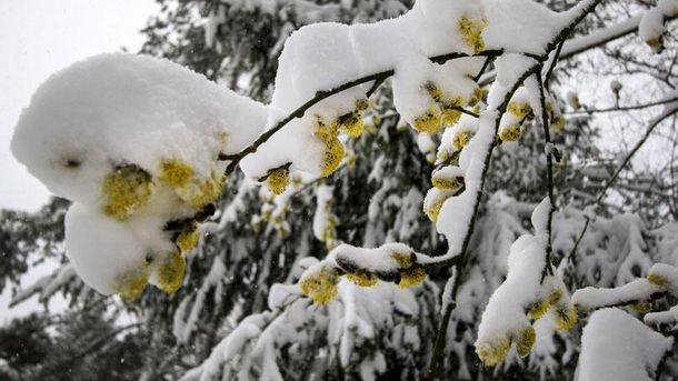 https//imagecdn1.luxnet.ua/tv24/resources/photos/news/610x344_DIR/201704/807911.jpg?201704112801
