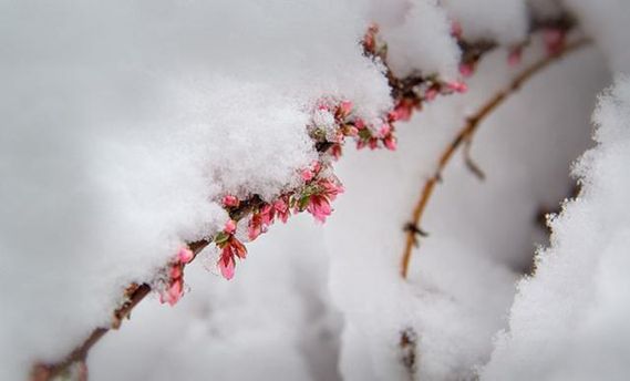 https//imagecdn1.luxnet.ua/tv24/resources/photos/news/610x344_DIR/201704/808127.jpg?201704202333
