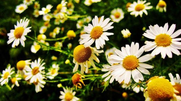 https//imagecdn1.luxnet.ua/tv24/resources/photos/news/610x344_DIR/201704/808292.jpg?201704104038
