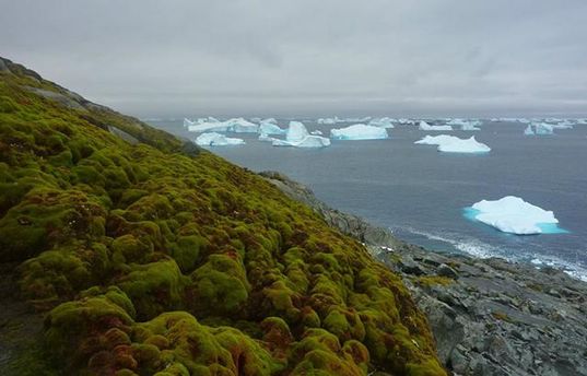 Ученые: Антарктида становится зеленее из-за климатических изменений