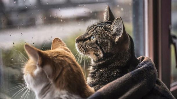 https//imagecdn1.luxnet.ua/tv24/resources/photos/news/610x344_DIR/201705/819522.jpg?201705171529