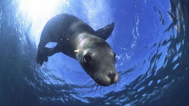 Морський лев затягнув дівчинку в воду