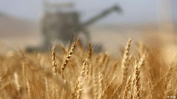 Заморозки погубили третину врожаю фруктів і ягід