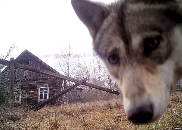 Вовк у Чорнобилі 