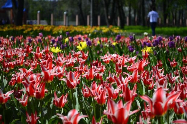 7 туристичних місць в Україні, які розквітають весною